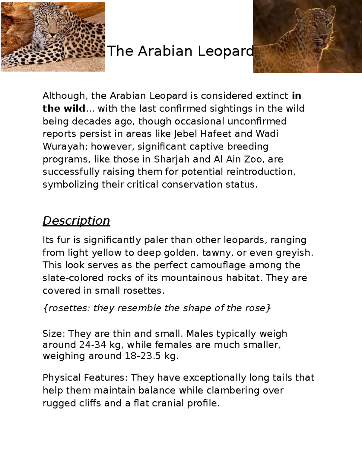 The Arabian Leopard - An Example Essay on Conservation Efforts - Studocu