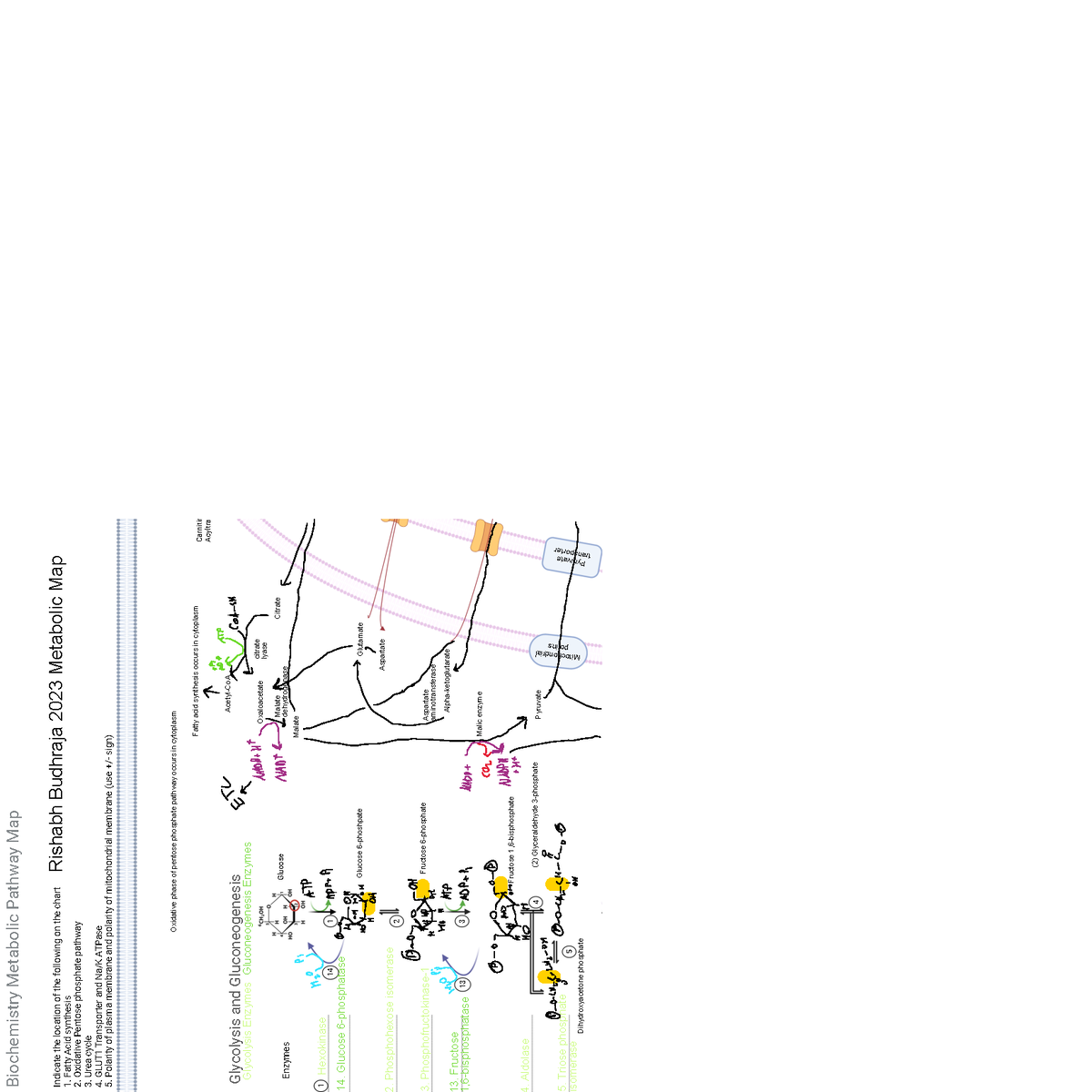 Biochemistry 101: Metabolic Map Part 1 - Glycolysis & Pathways - Studocu