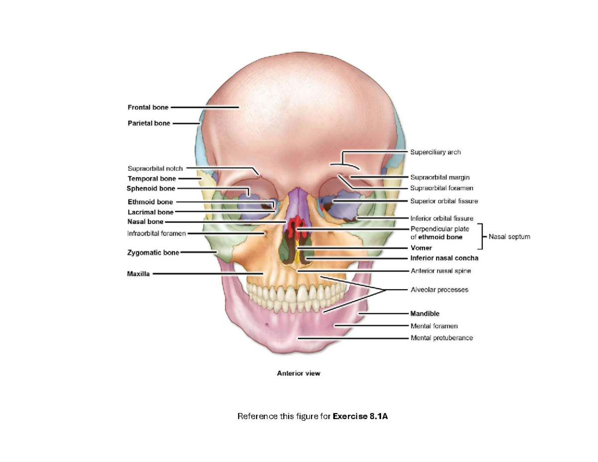 Axial Skeleton Reference Guide for Exercises 8.1 to 8.8 - Studocu
