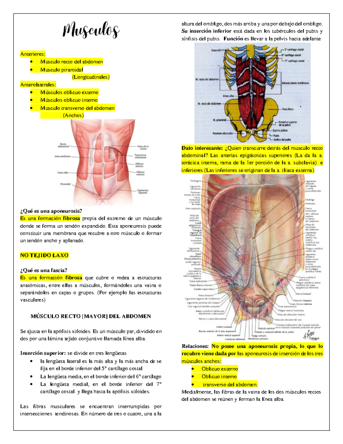 Guía de Estudio: Pared Abdominal - Anatomía y Funciones - Studocu