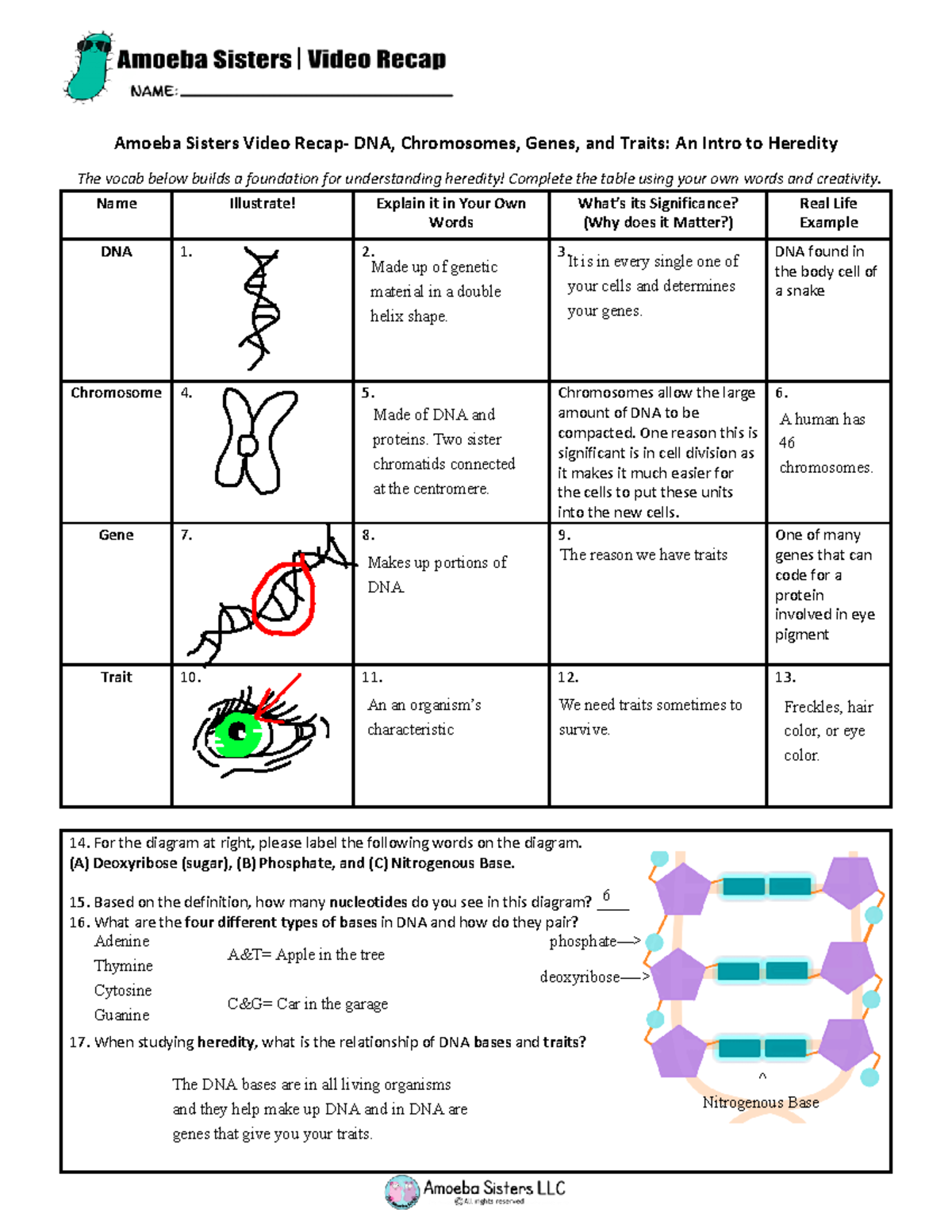 Amoeba Sisters Dna Chromosomes Genes And Traits video recap of dna chromosomes genes proteins by amoeba sisters 2018