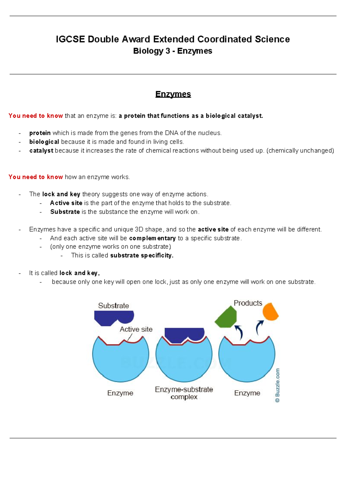 B3-enzymes - hi do great - IGCSE Double Award Extended Coordinated ...