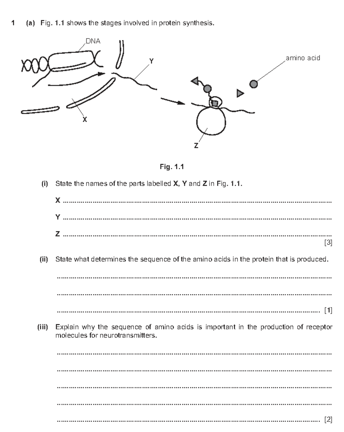 Biology 101: Protein Synthesis & Genetic Variation Test 2 - Studocu