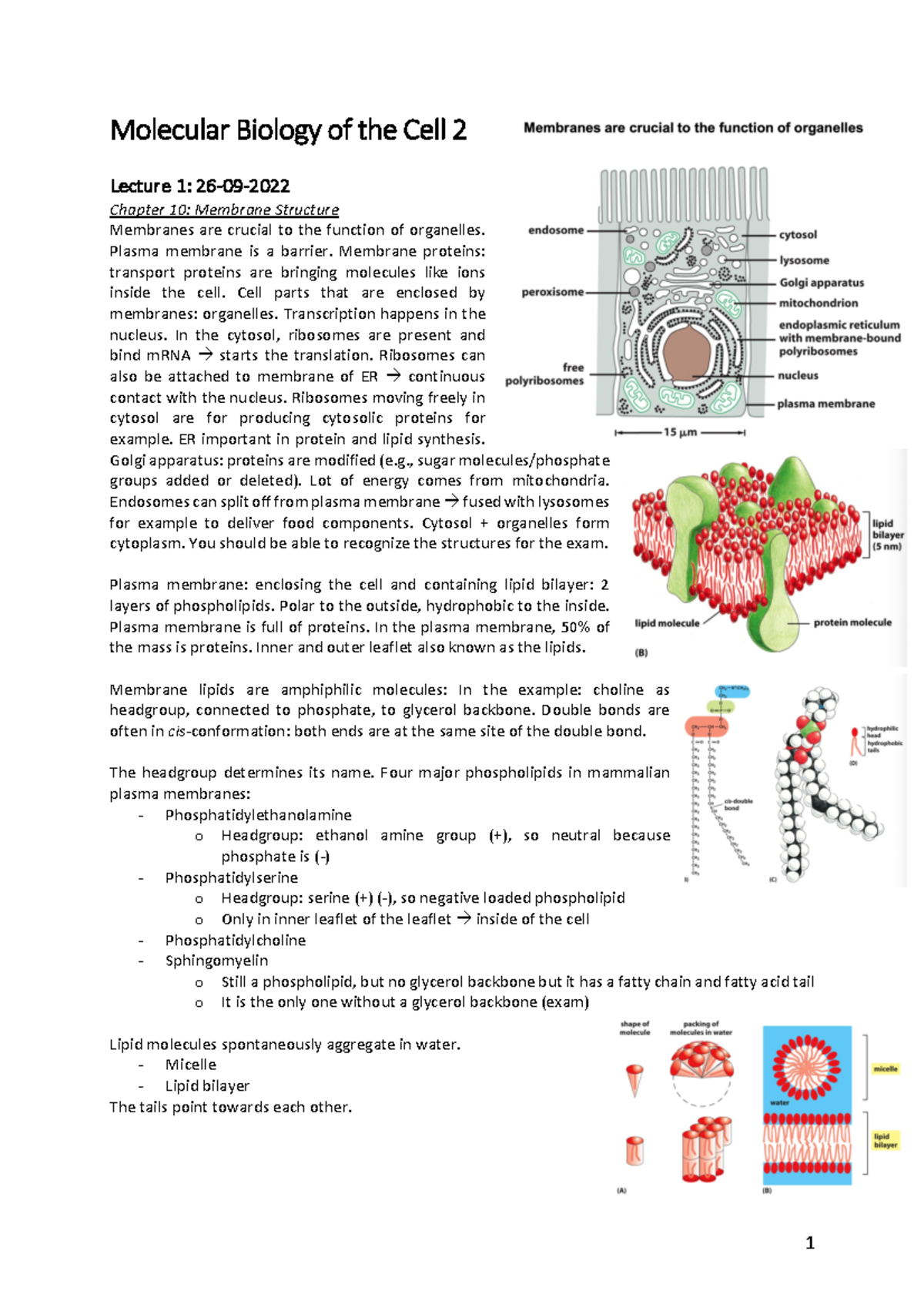 Molecular Biology of the Cell 2 - All Lecture Notes Summary - Studeersnel