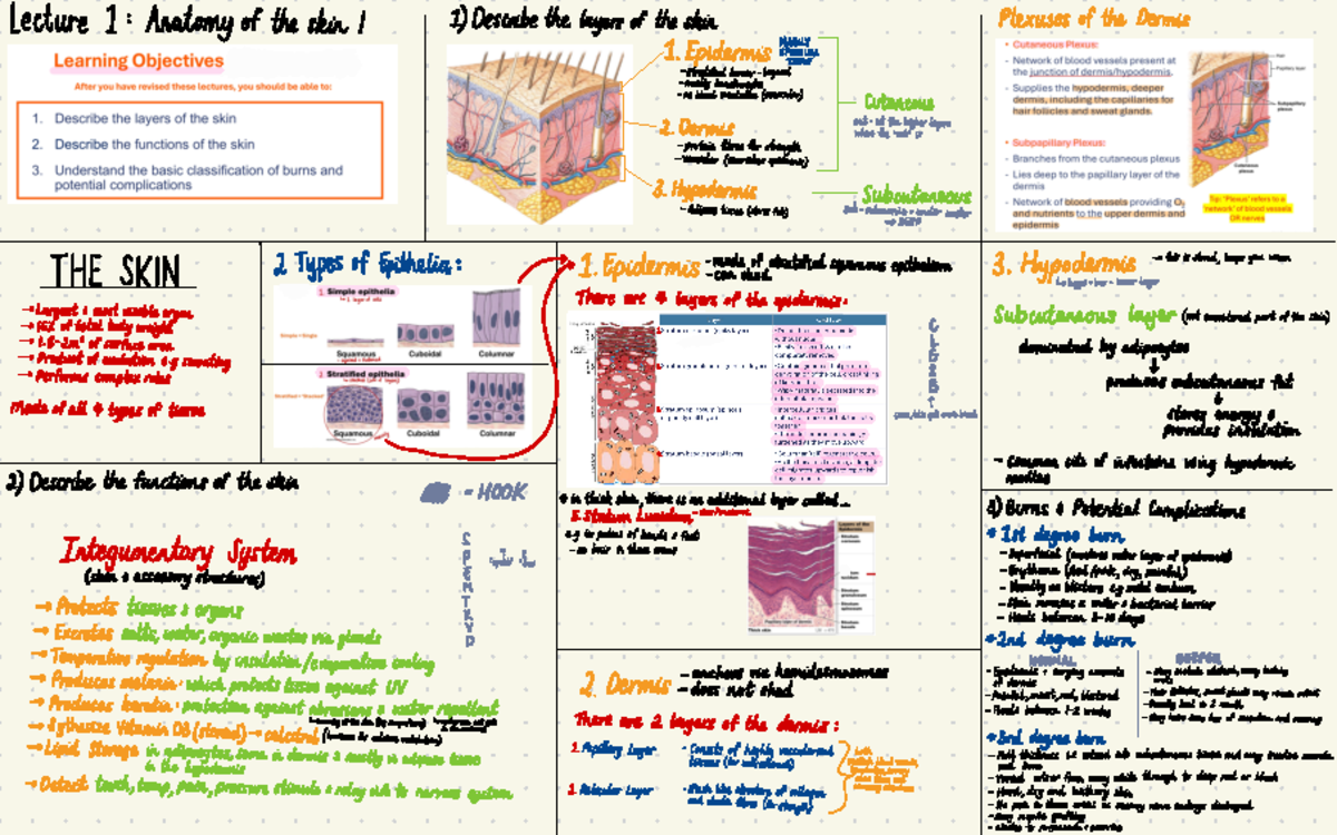 Anatomy of the Skin - Lecture 1 Summary for BIO101 - Studocu