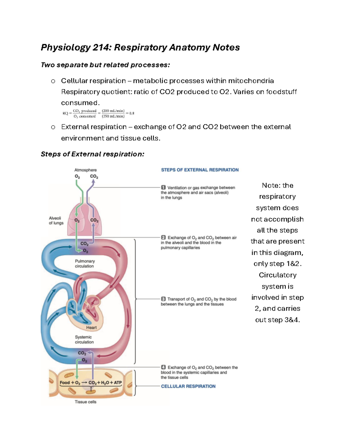 Respiratory Anatomy Notes for Physiology 214: Key Concepts and ...