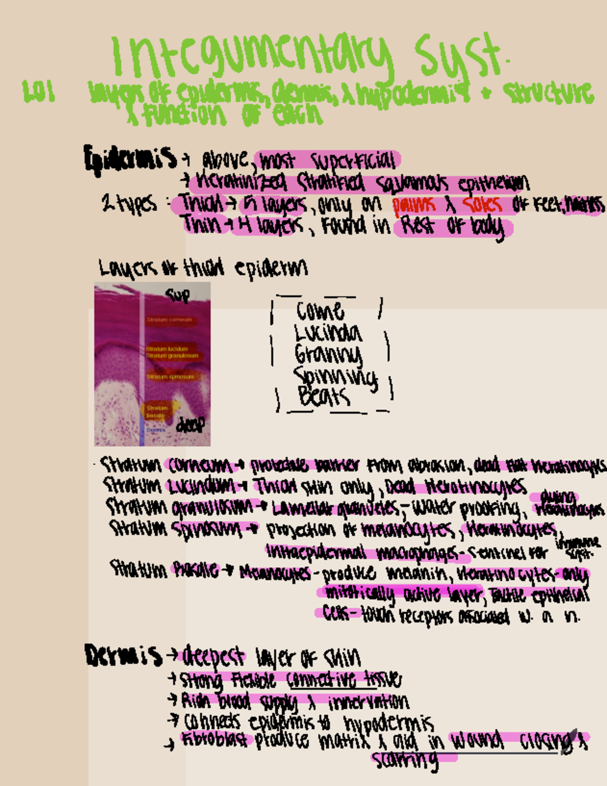 Skin Tissues - Lecture Notes, Key Terms & Images for Course 204 - Studocu