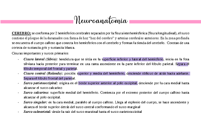 Neurociencias: Contenido del Primer Parcial (CEREBRO y Estructuras ...