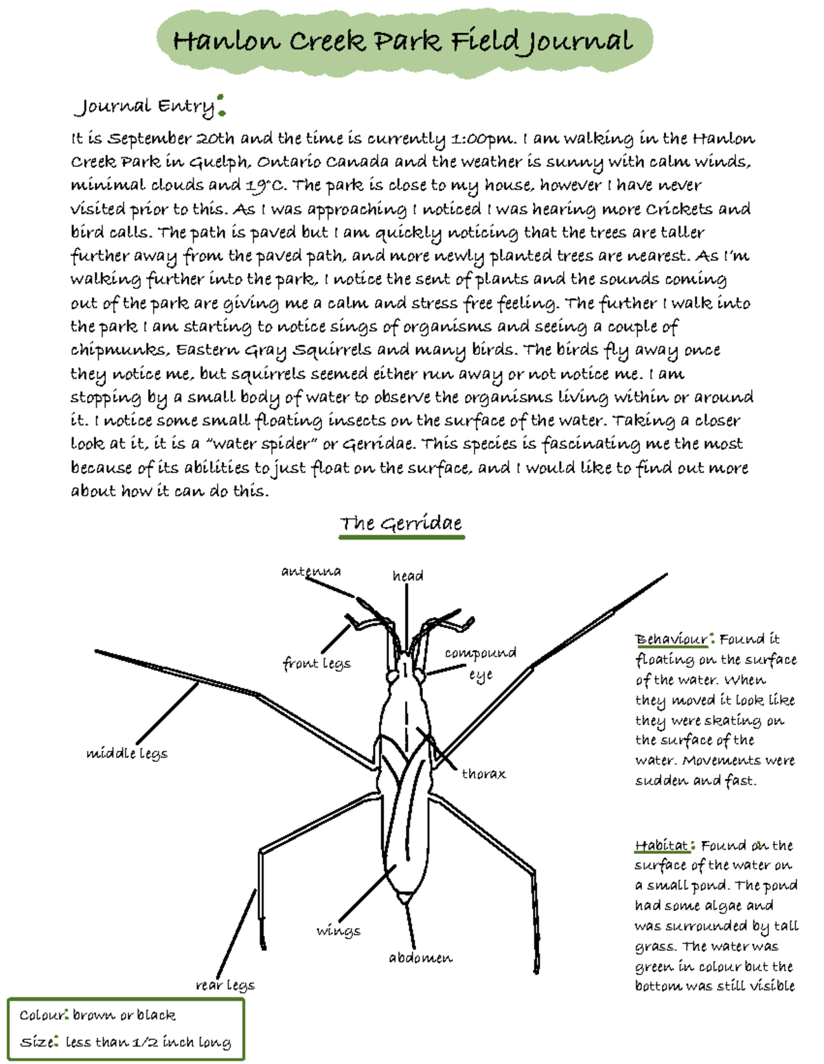 Hanlon Creek Park Field Journal Entry - Tutorial 1 - Studocu