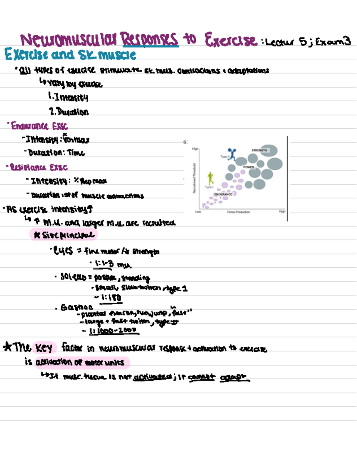 18. Responses and Adaptations to Resistance Training - Neuromuscular ...