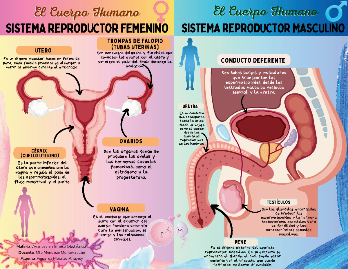 Sistema Reproductor Masculino Y Femenino Infografia Apuntes De Images