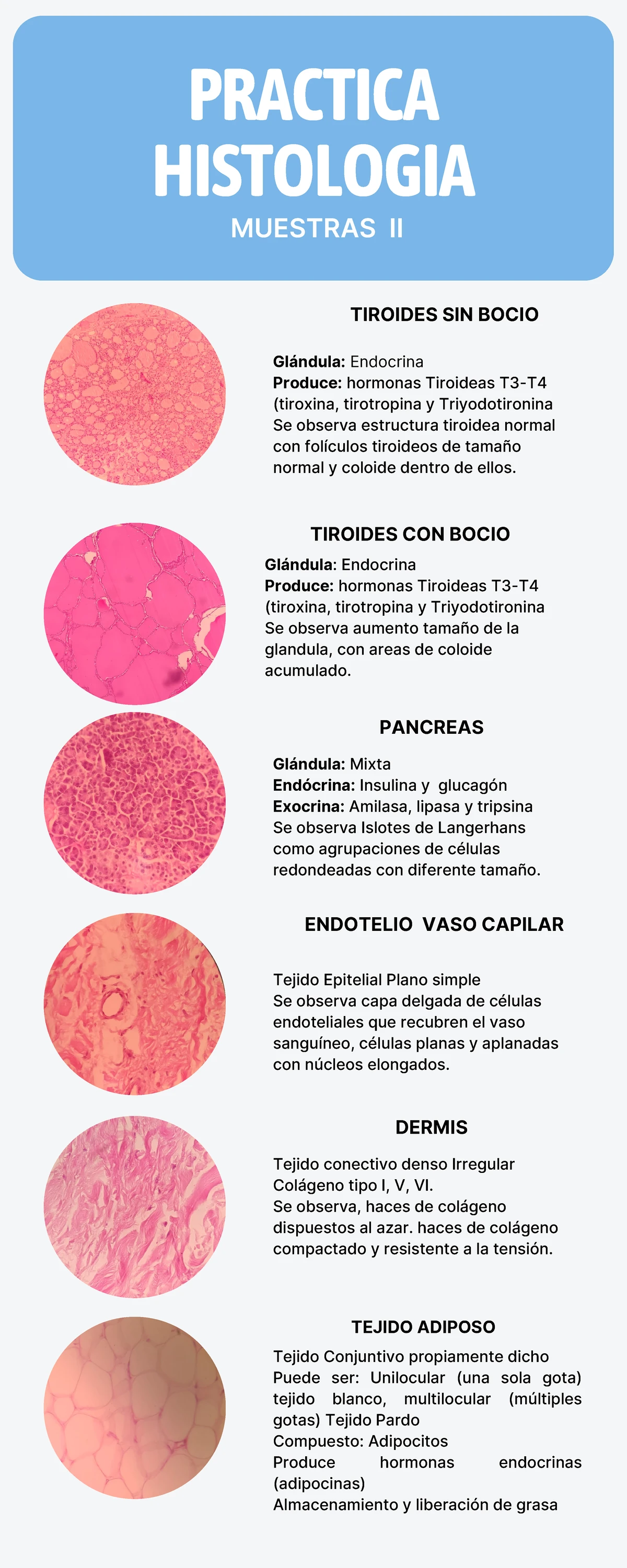 4. Riñón - Información sobre su Anatomía y Función - Studocu