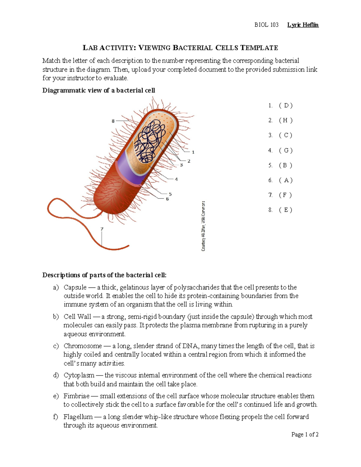 BIOL 103 Lab Activity: Identifying Bacterial Cell Structures - Studocu