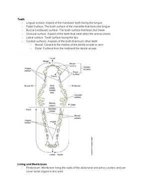 Lecture 15 Ruminant digestion - Ruminant Digestion Cud chewing animals ...
