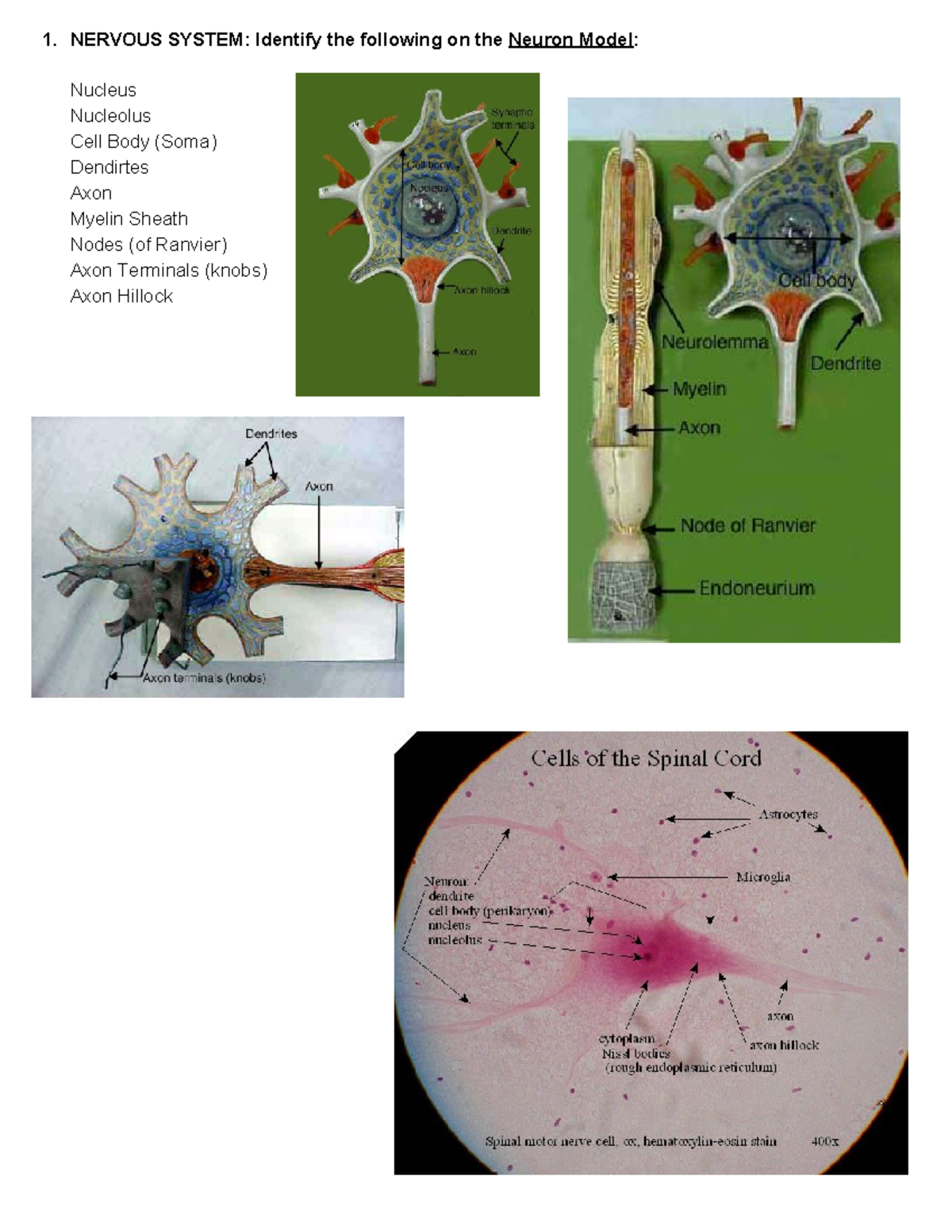 Nervous System Lab Study Guide: Final Exam Notes and Models - Studocu