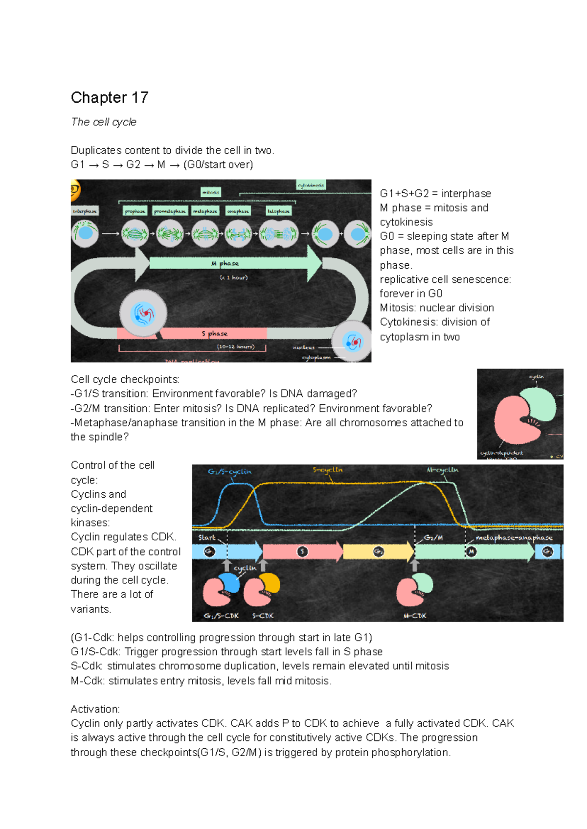 CHPT 17 MBOC2 - Summary of Cell Cycle and Control Mechanisms - Studeersnel