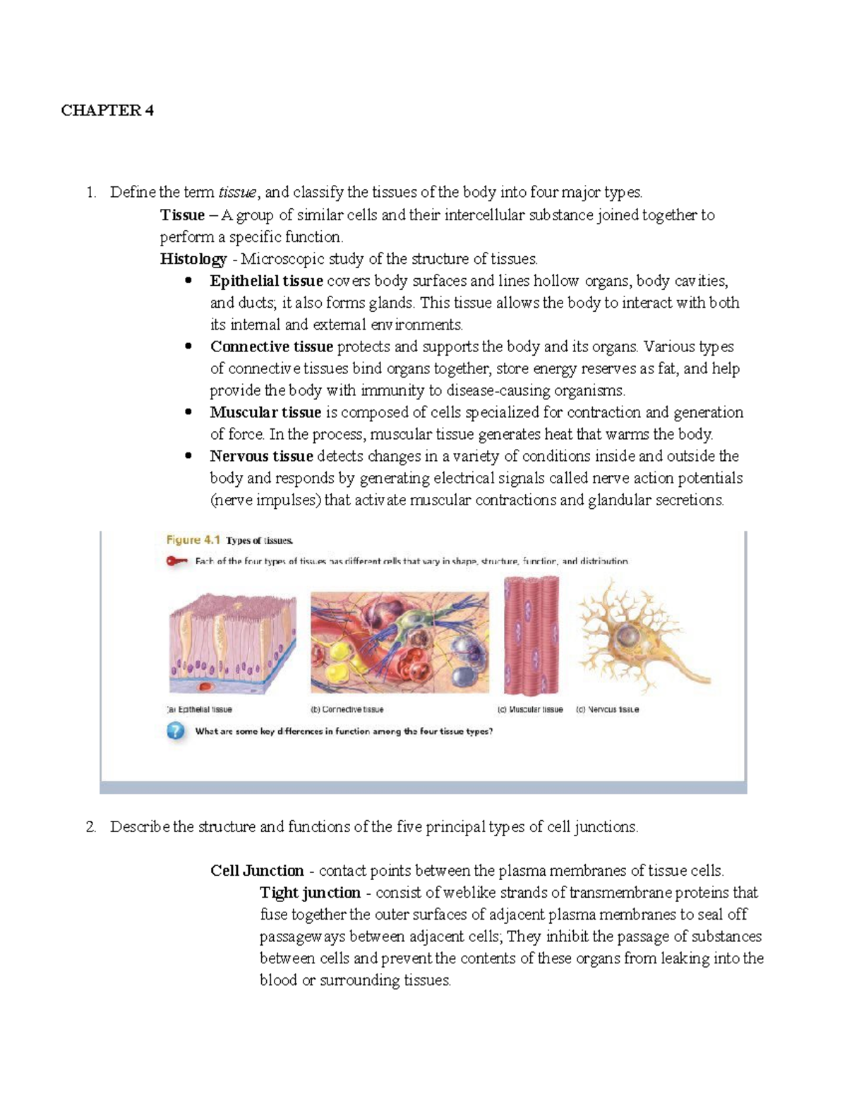 Bio 235 Chapter 4 Tissue Structure and Function Study Guide - Studocu