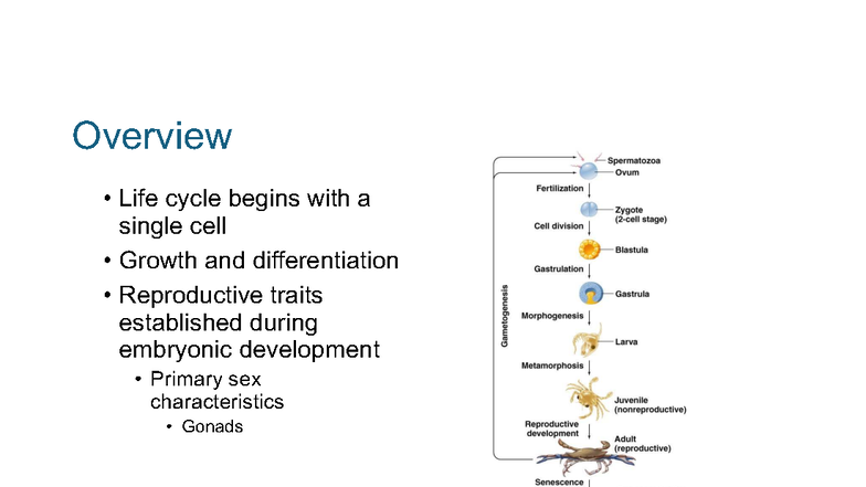 BIOL378 Lecture 38: Overview of Reproductive Strategies and Development ...