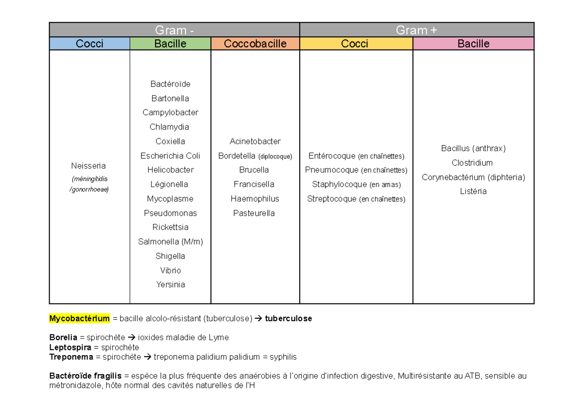 Fiche Gram des Bactéries Cocci et Bacilles Cours de Biologie Studocu — free download