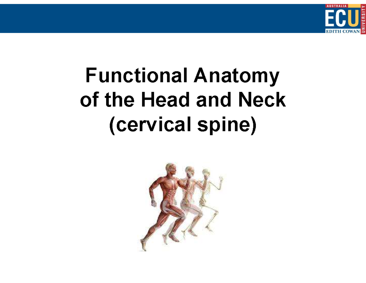 Functional Anatomy of the Head and Neck: Cervical Spine Overview - Studocu