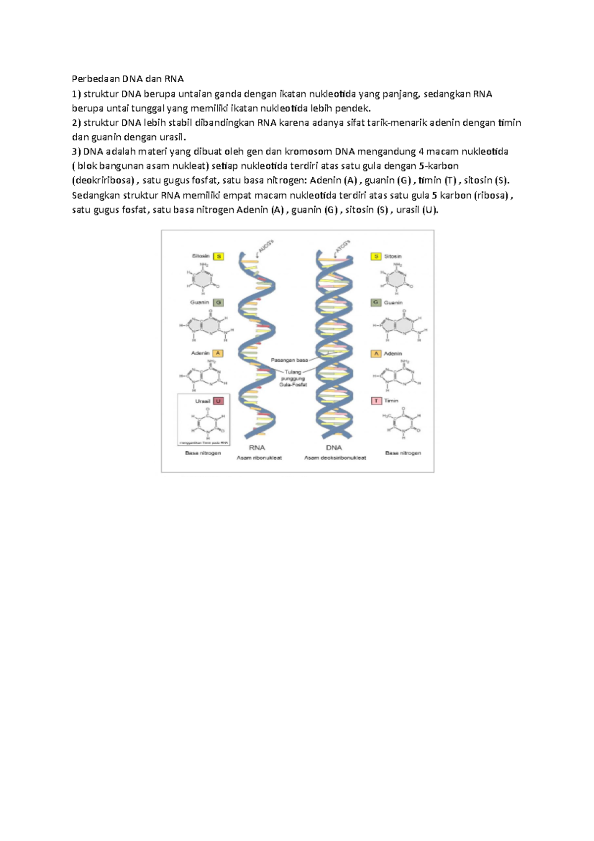Perbedaan DNA dan RNA: Struktur, Stabilitas, dan Nukleotida - Studocu