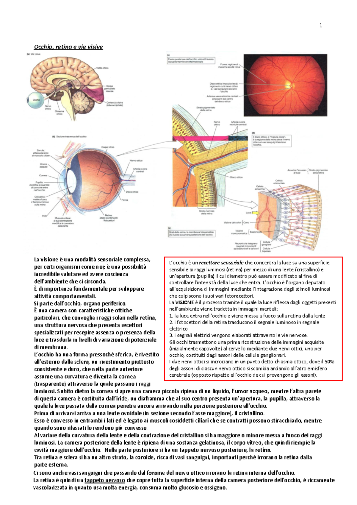 Lezione 13: Meccanismi della Visione e Struttura della Retina (Occhio e ...