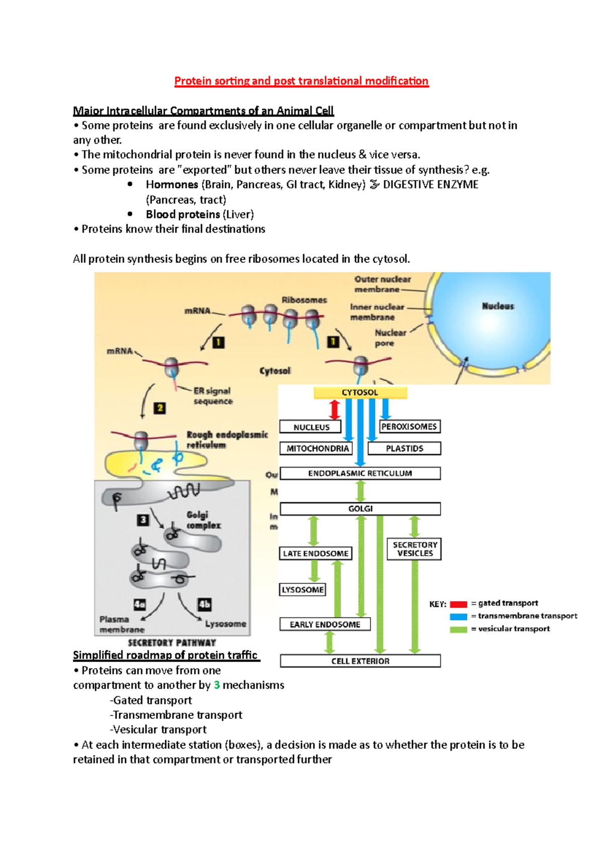 Protein sorting and post translational modification - The mitochondrial ...