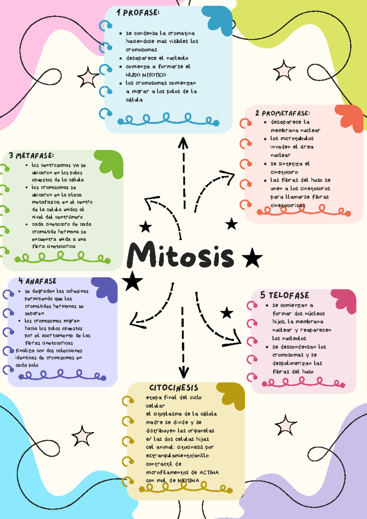 Mapa Mental Fases Y Puntos De Control Del Ciclo Celular Pdf Mitosis