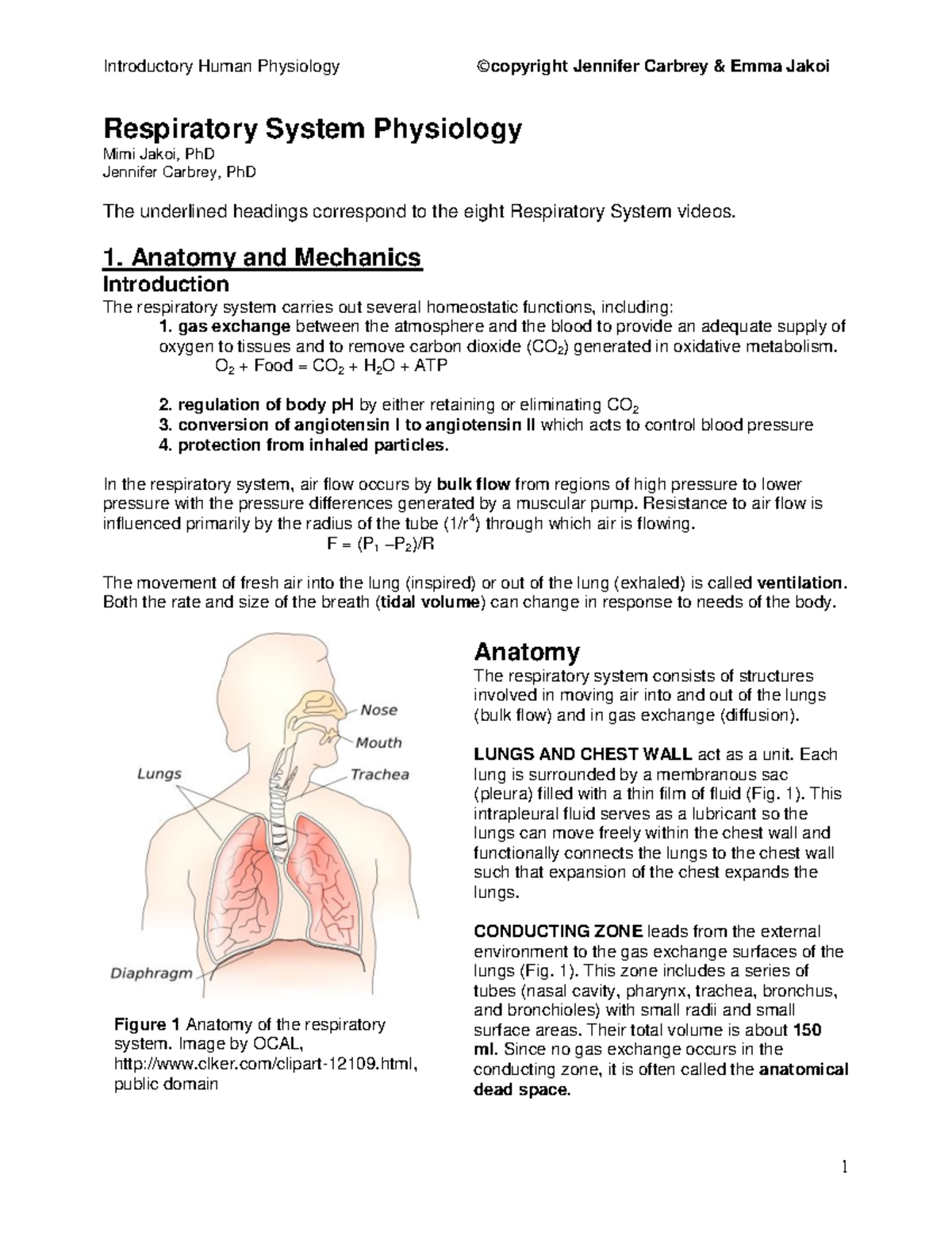 Phys 5.1 thru 5.8 Respiratory System Notes - Respiratory System ...
