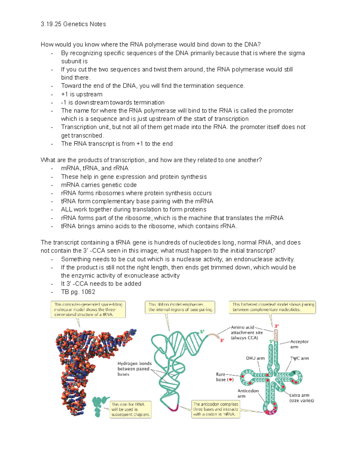 Genetics Notes (3.19.25): Overview of Transcription and RNA Processing ...