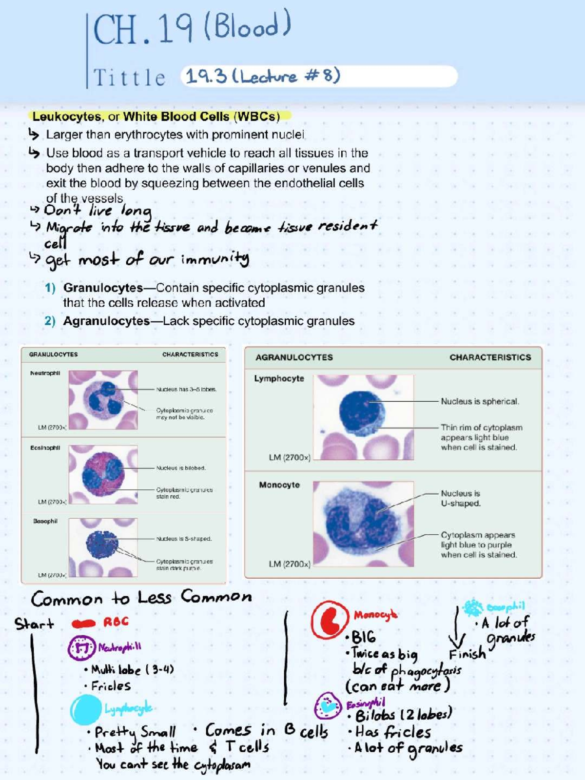 Final Exam Review: CH. 19 (Blood) - Leukocytes Overview (ABC123) - Studocu