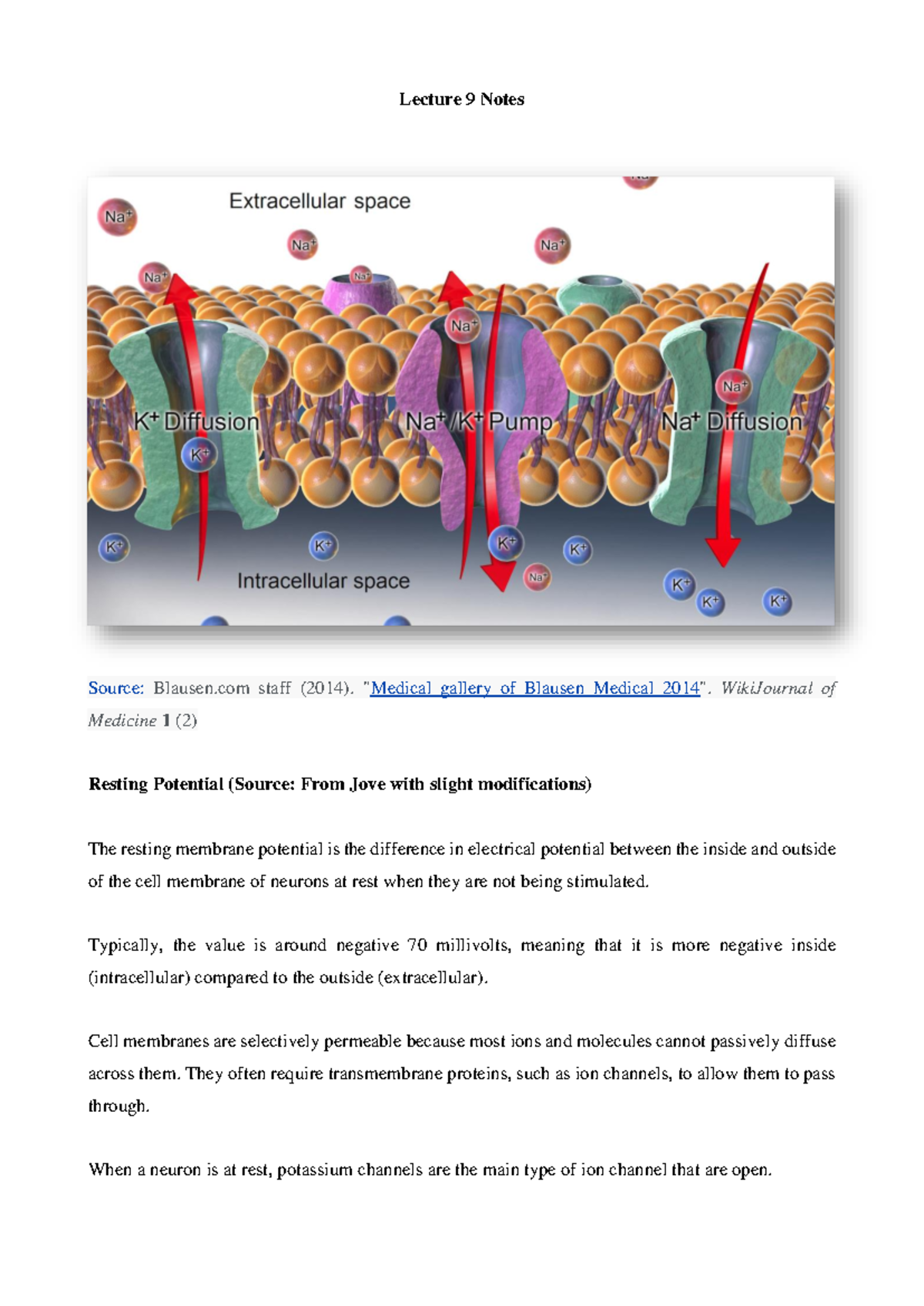 Lecture 9 Notes: Neural Communication - Resting & Action Potentials ...