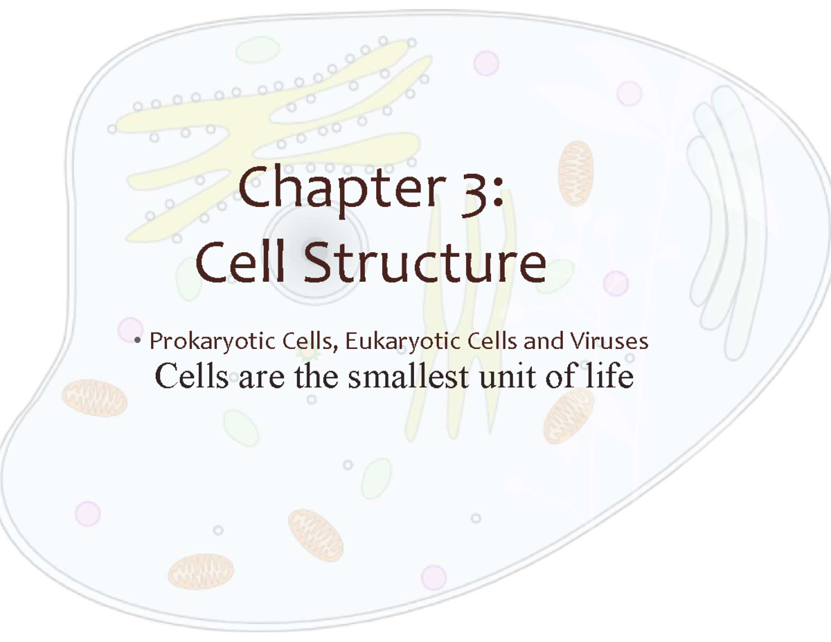Chapter 3: Prokaryotic and Eukaryotic Cells Overview - Studocu