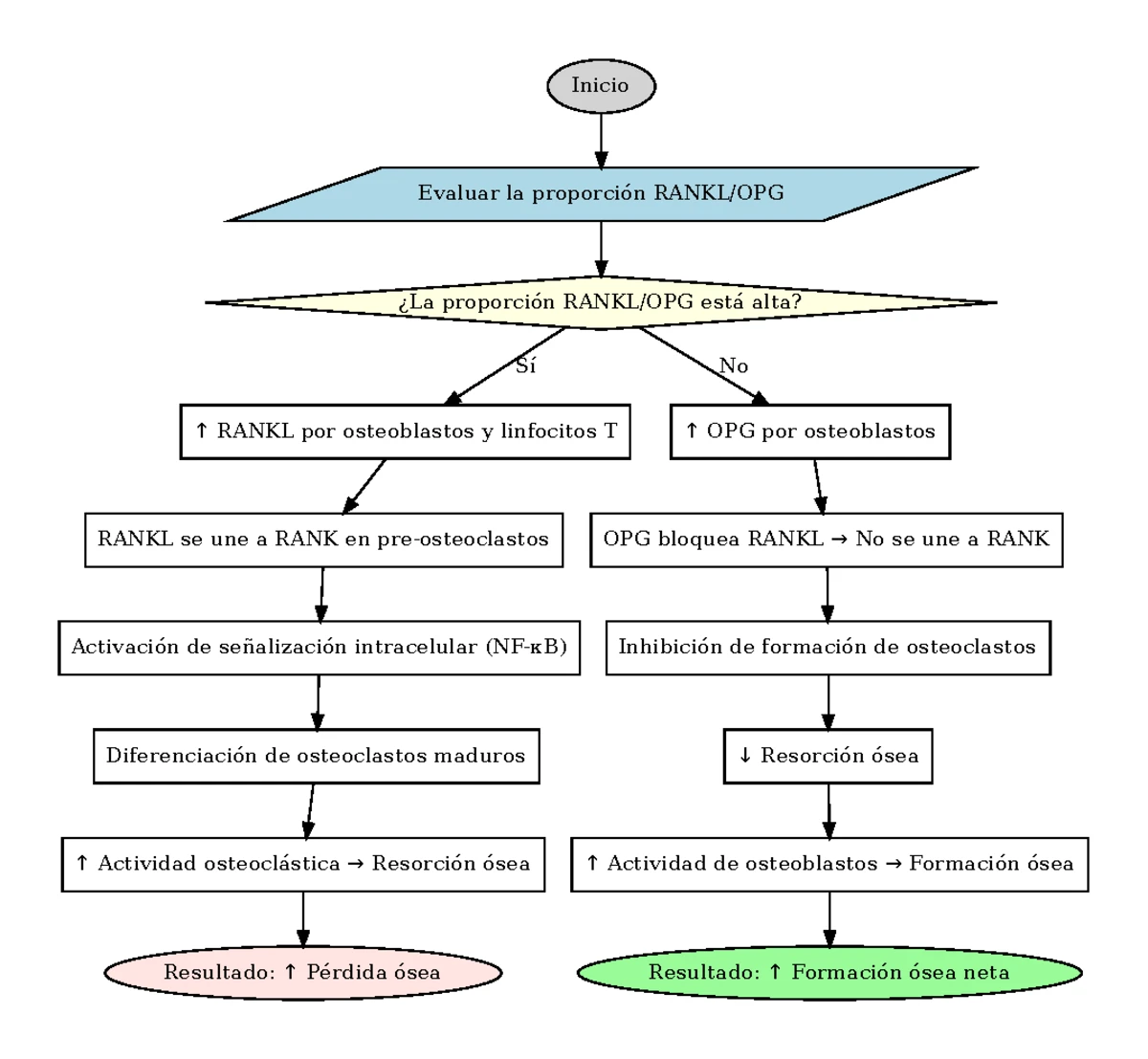 Diagrama Flujo Rankl OPG - Inicio Evaluar proporción RANKL/OPG ¿La ...