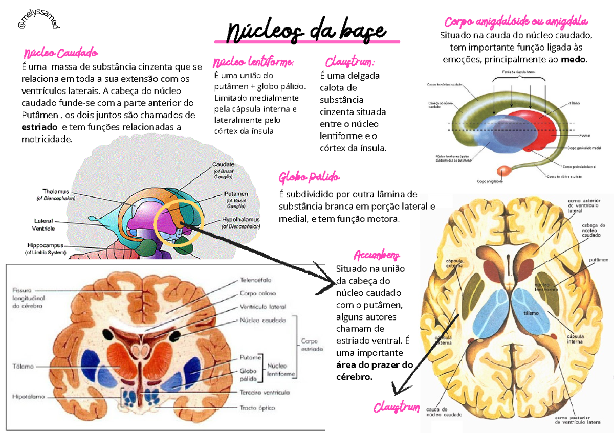 Núcleos da base - Neuroanatomia - É uma massa de substância cinzenta ...