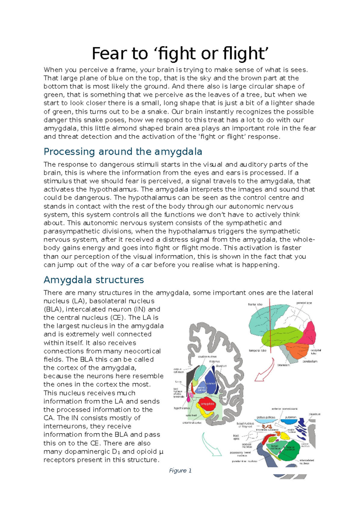 Opinion Paper - The Role of the Amygdala in Fear & Emotions - Studeersnel