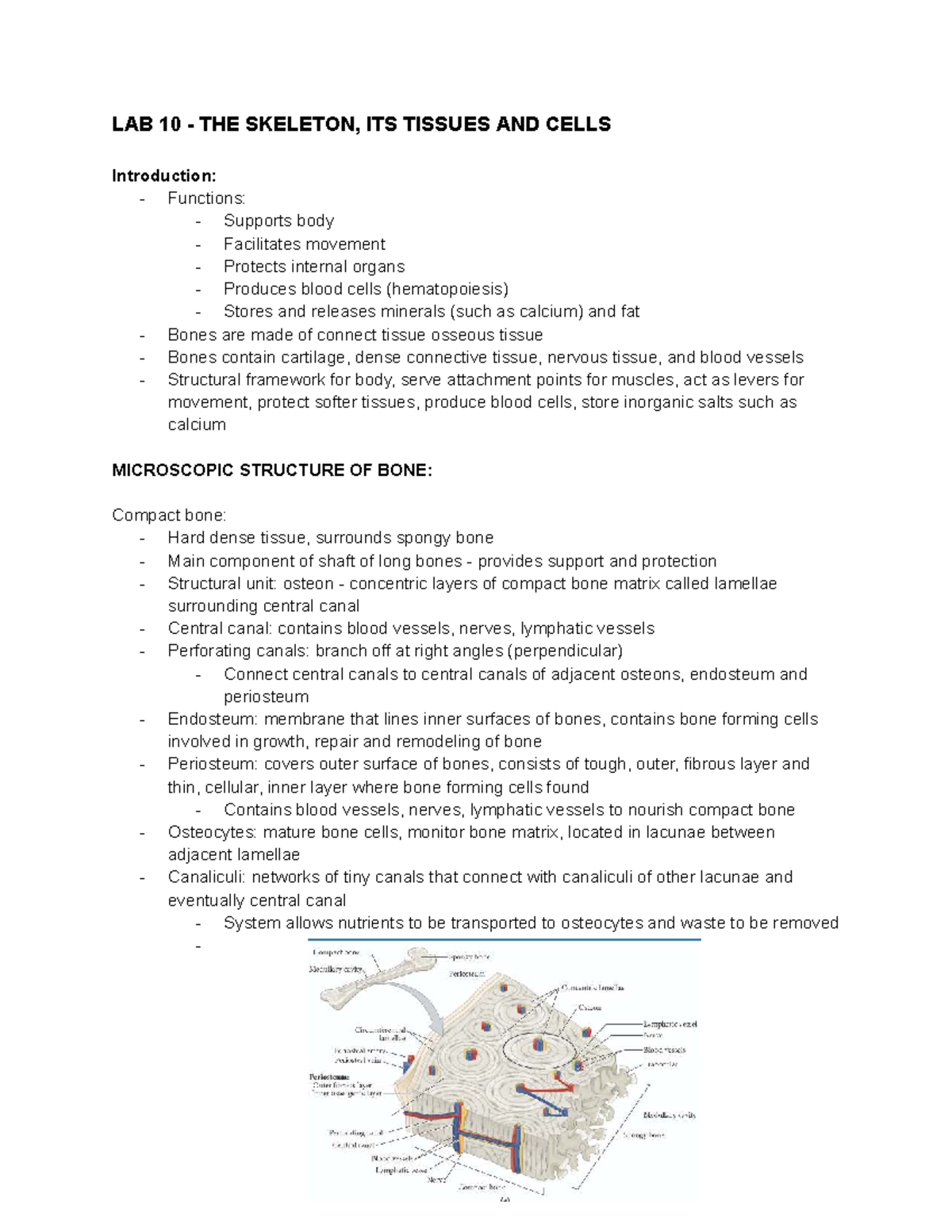 A&P LAB 2 EXAM: SKELETAL STRUCTURE & FUNCTION OVERVIEW - Studocu