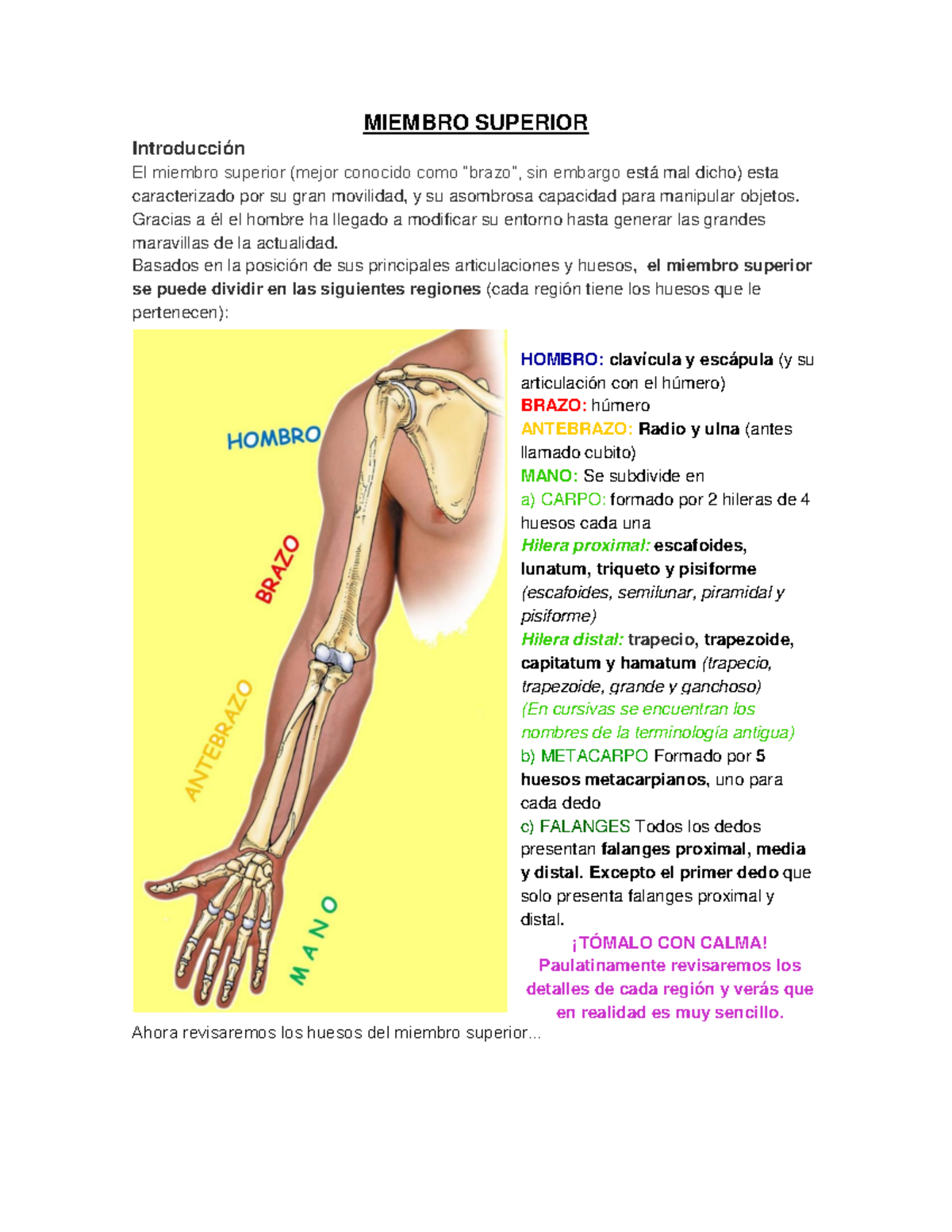 Miembro Superior NERVIOS DEL MIEMBRO SUPERIOR ANATOMIA Clase