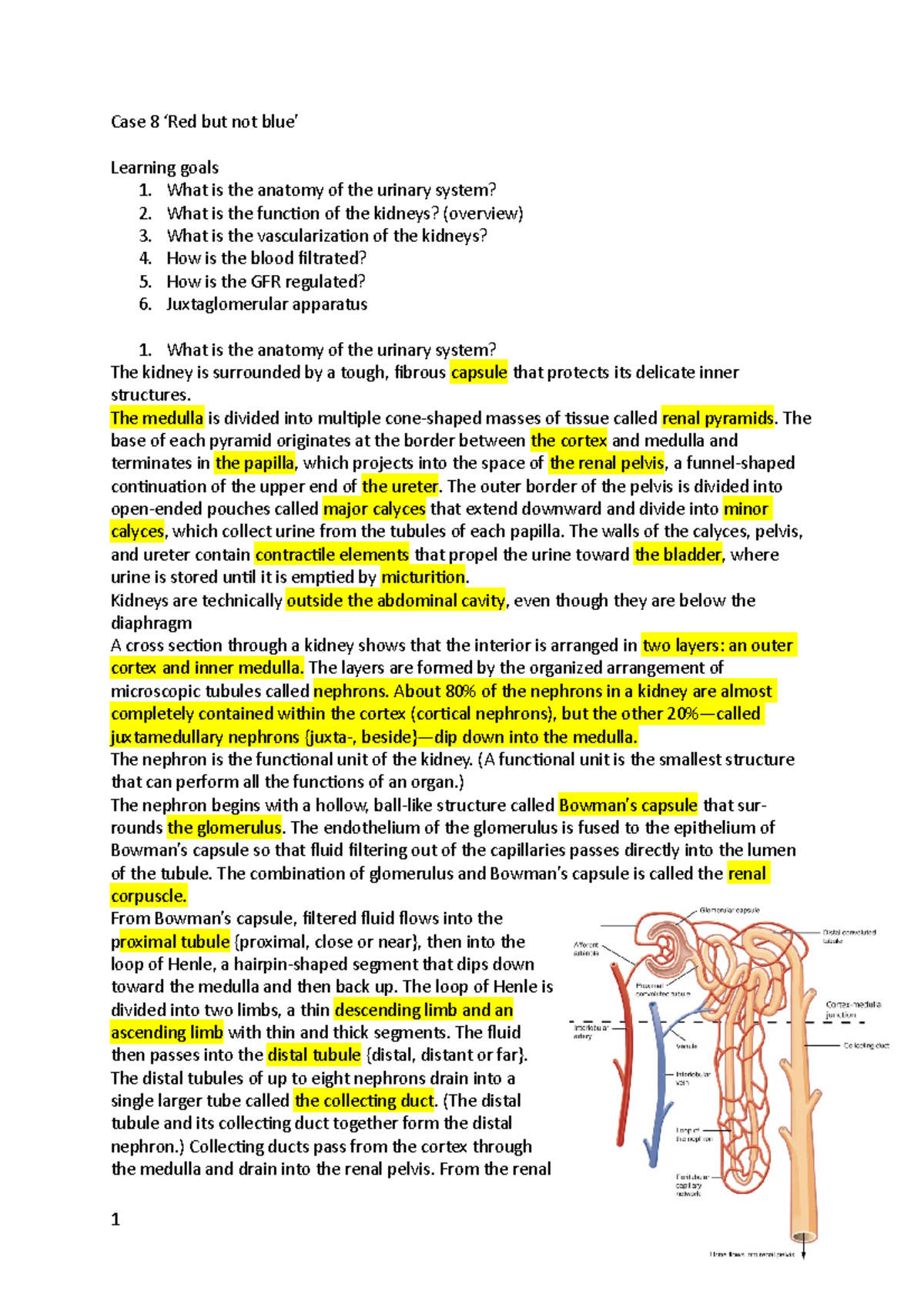 Case Study 8: Urinary System Anatomy and Kidney Functions - BBS1002 ...