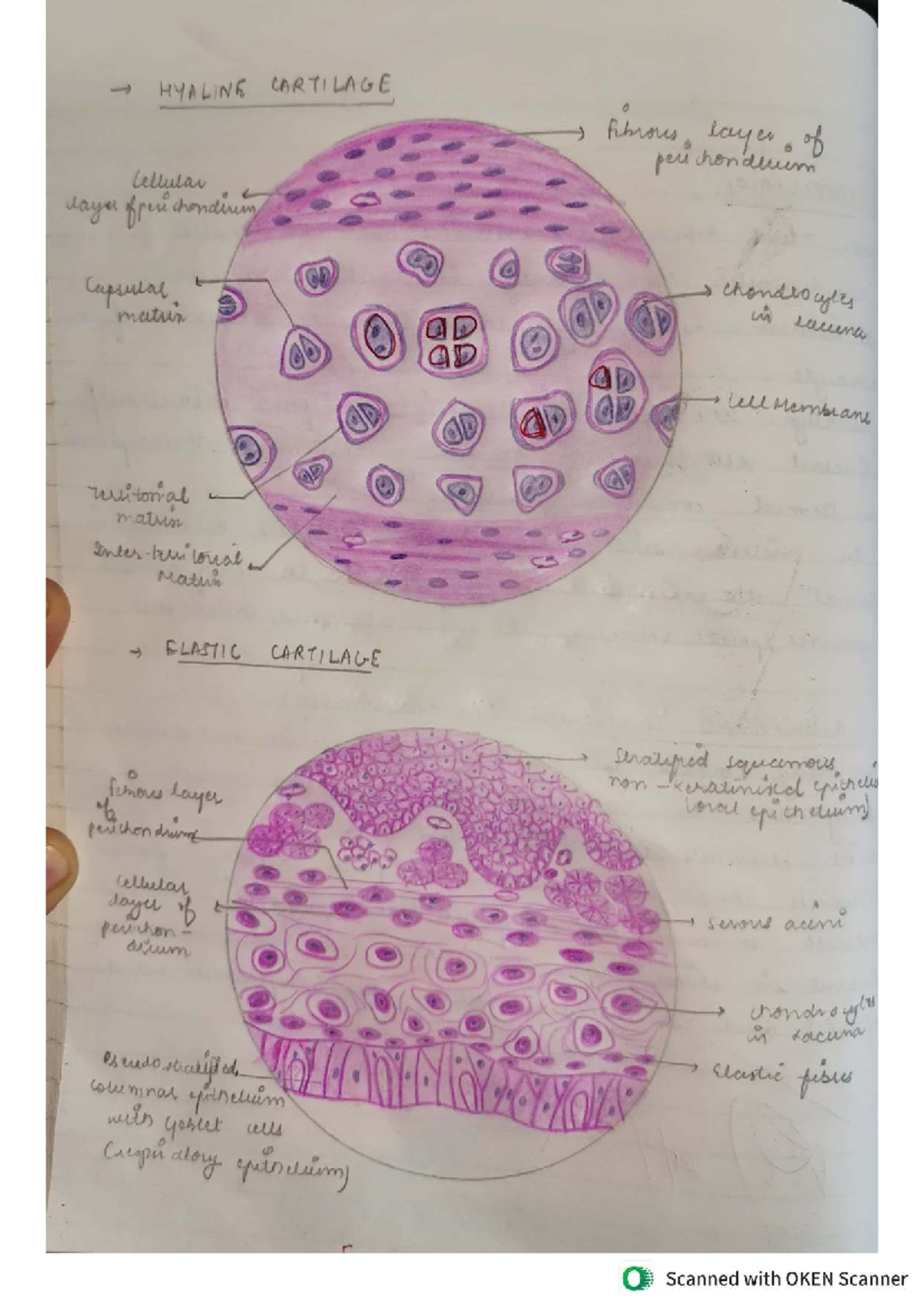 HY 00-8 Lecture Notes on Cartilage, Bone, and Nervous Tissue - Studocu