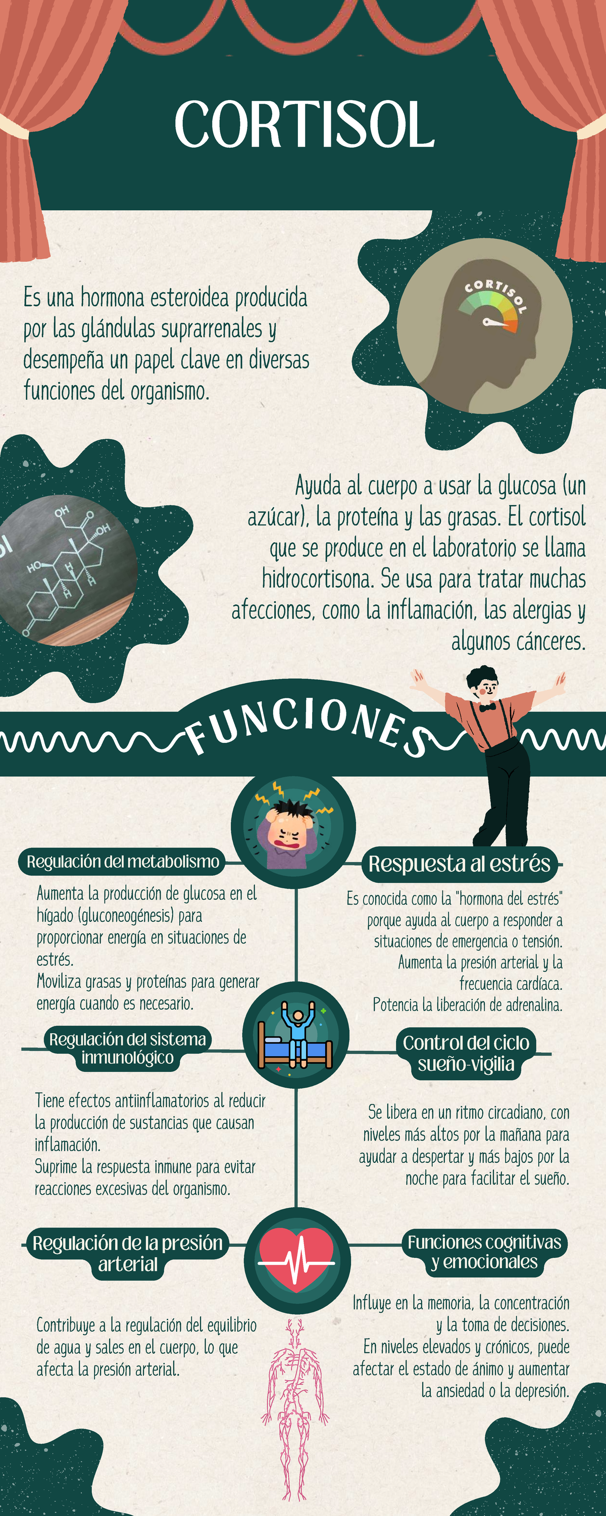 Infografía Cortisol - jjj - CORTISOL F U N C I O N E S Aumenta la ...