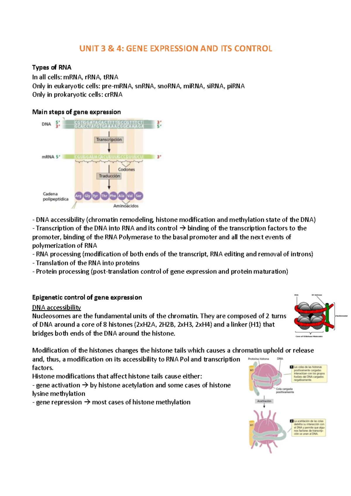 UNIT 3 & 4 Genetics II: Gene Expression & Its Regulation Overview - Studocu