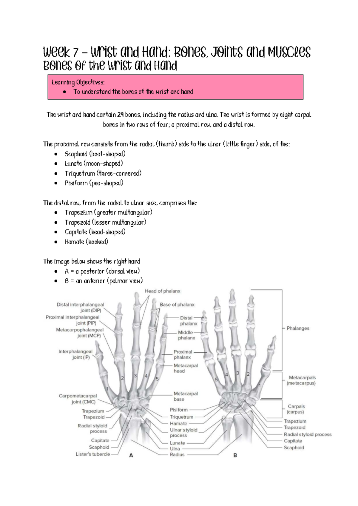 Wrist and Hand Anatomy (Week 7): Bones, Joints, and Muscles Overview ...