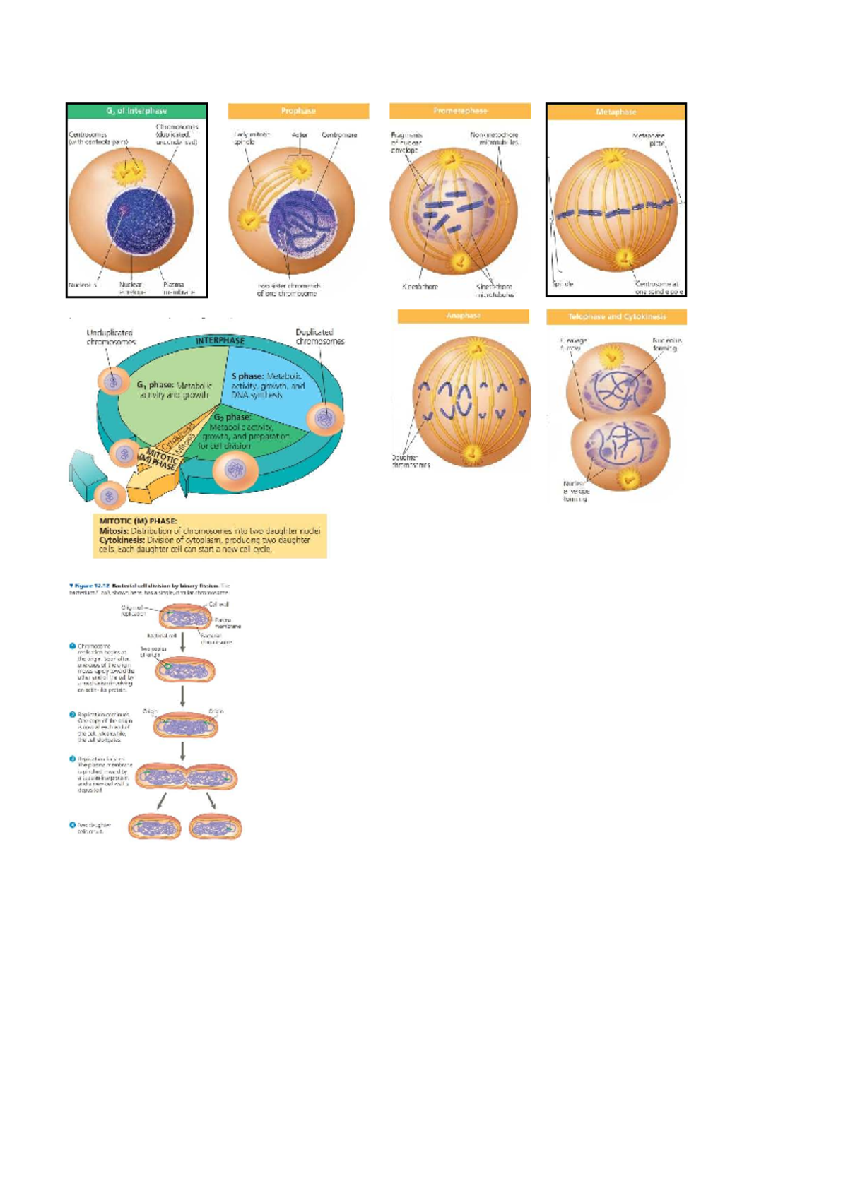 MG1 Flashcards: Cell Cycle & Mitosis Stages Overview - Studeersnel