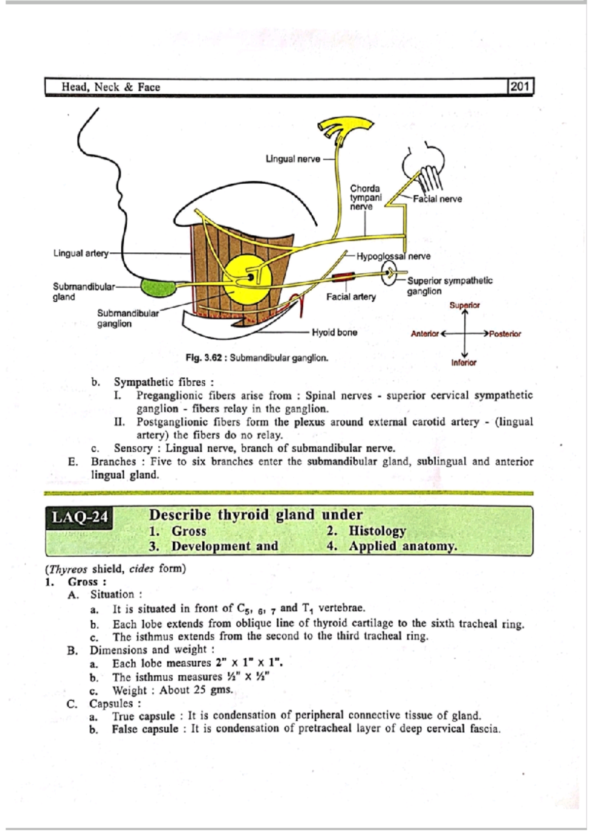 Thyroid Gland Overview: Anatomy, Histology, Development, & Functions ...