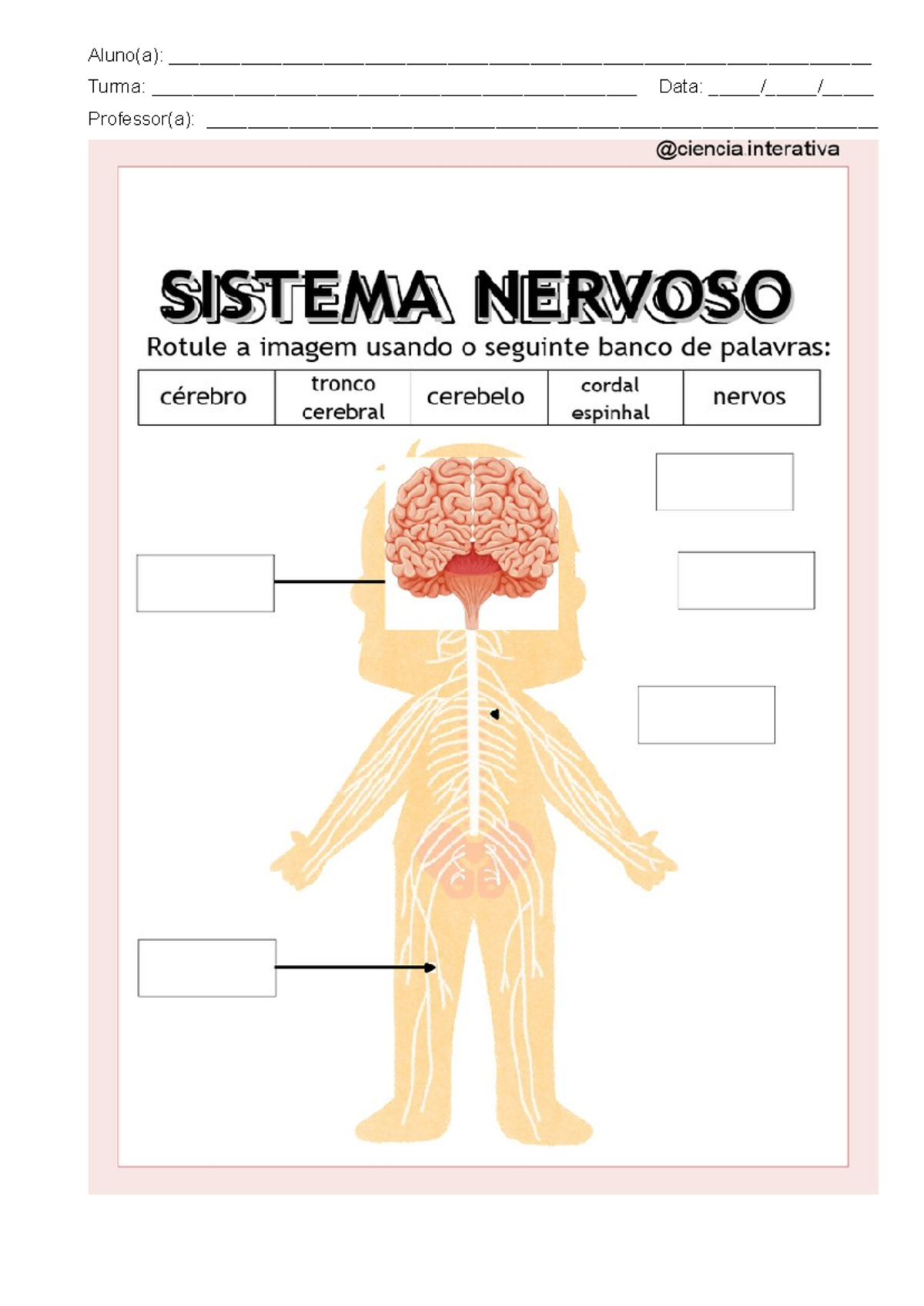 Atividade Adaptada - 6T1: Sistema Nervoso e Suas Funções - Studocu