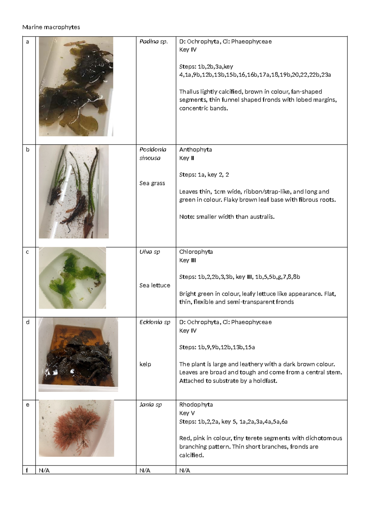 Macrophytes Study Notes: Key Identification for Marine Species - Studocu