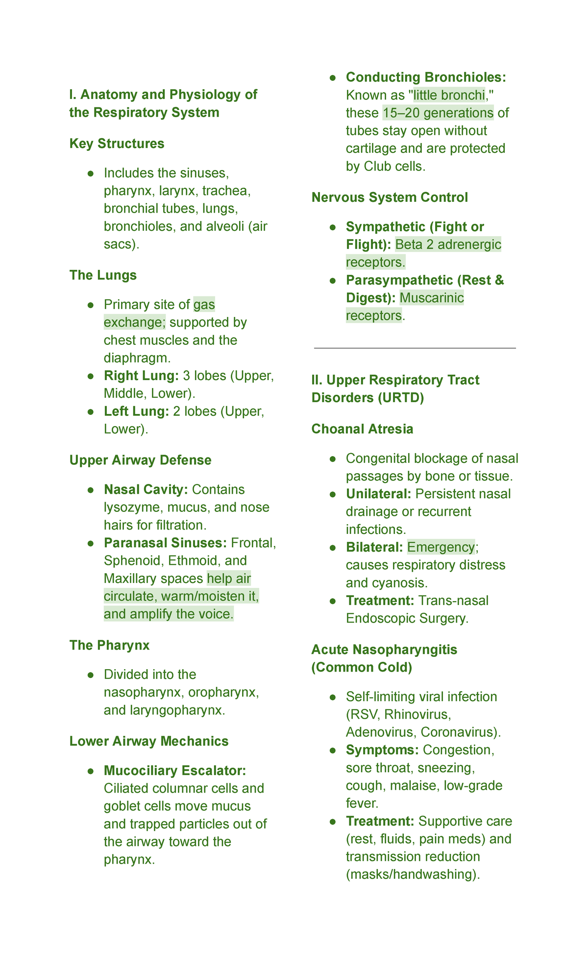 Respiratory System Anatomy & Disorders: Key Notes for Nursing (RES 101 ...