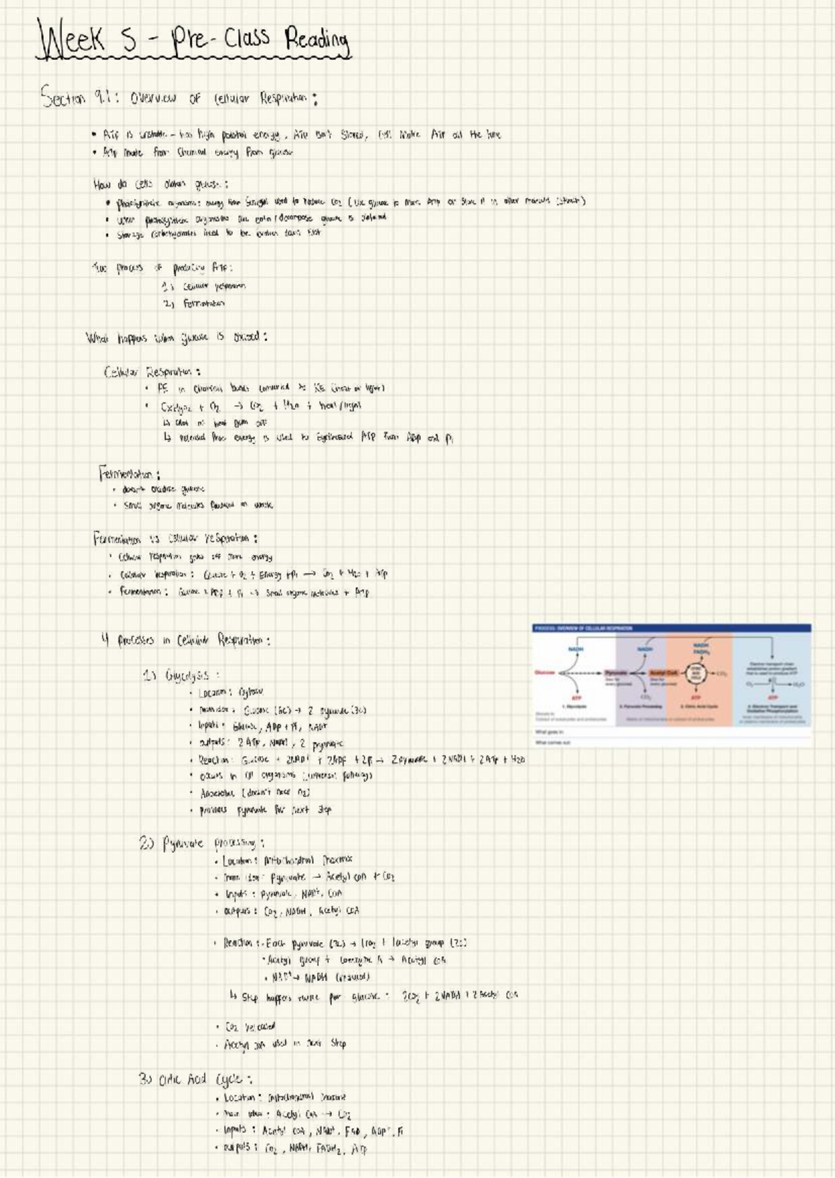 Final Exam Review Notes for Course Code XYZ123: Cellular Respiration ...