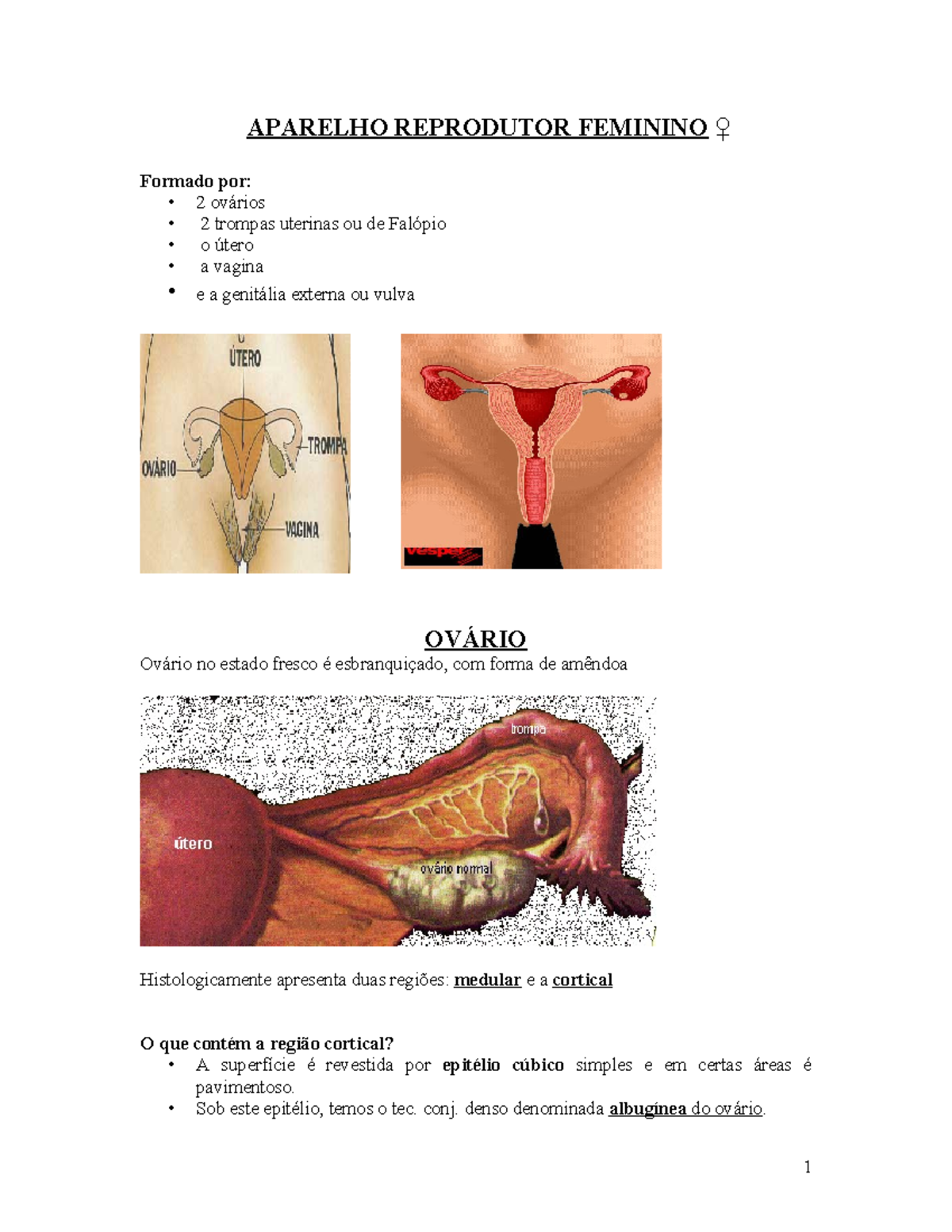 AP Reprod Feminino - Aula sobre Estruturas e Funções do Sistema Reprodutivo  - Studocu, image size:1200x1553